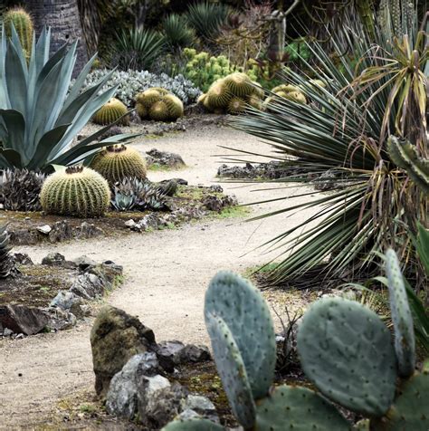 Arizona Cactus Garden Capturing Moments