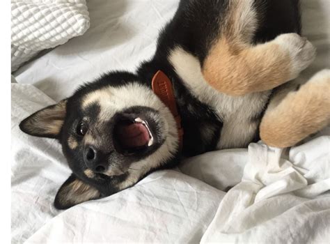 Before we discuss whether cats should wear bells on their collars, we must first determine whether cats should wear collars at all. How Tight Should a Dog Collar Be? - DOGMOUNT
