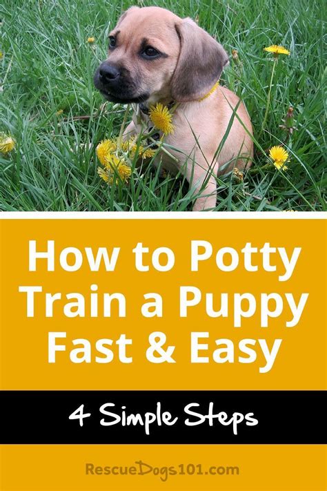 4 Simple Steps To Potty Train Your Puppy Fast Easy Puppy Training