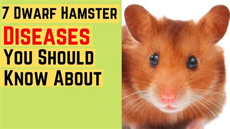7 Dwarf Hamster Diseases You Should Know About ♥️ Youtube