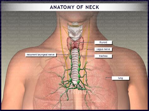 Anatomy Of The Neck Trialexhibits Inc