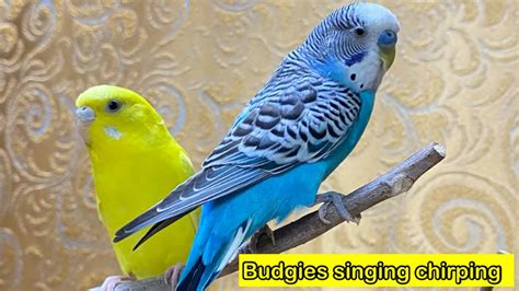 Budgies Chirping Parakeets Sounds Bird Chirping Relaxing Music