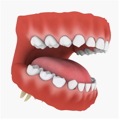 3d Mouth Teeth Set Teen Turbosquid 1622419