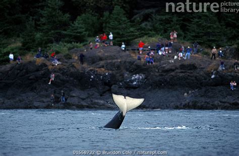 Nature Picture Library Orca Killer Whale Orcinus Orca Tail Slapping