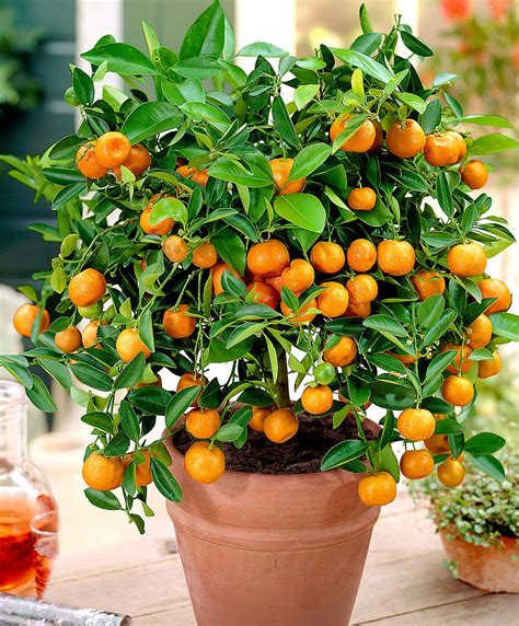 Check out top brands on ebay. Calamondin (orange d'appartement) | Tous les fruits