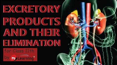 Excretory Products And Their Elimination Osmoregulation For Class
