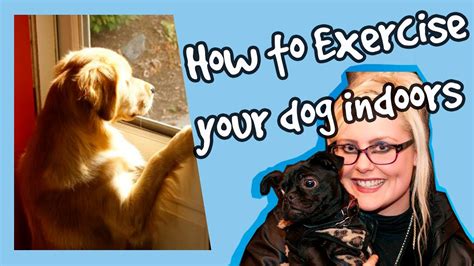 We did not find results for: How to Keep Your Dog Occupied Indoors! Indoor Exercise for ...
