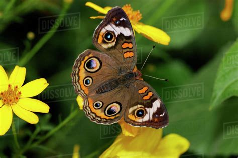 High Angle View Of A Common Buckeye Butterfly Pollinating A Flower