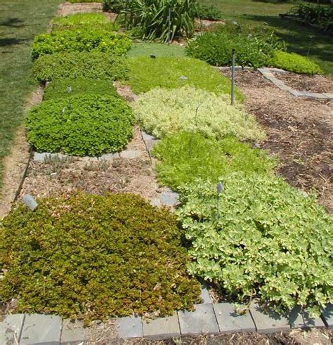 Cover Your Ground With Plants Part 2 East Texas Gardening
