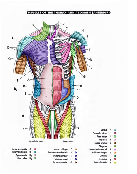 Human Muscles Coloring Labeled