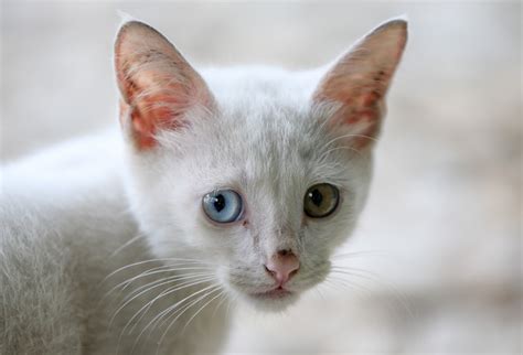 Odd Eye Cat Kucing Langka Dengan Dua Warna Bola Mata
