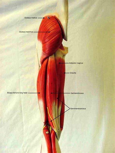 Labeled Posterior Thigh Muscles Anatomy Pinterest Thigh Muscles