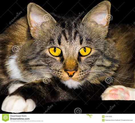 Raccoons basically look like red time to put some more raccoon into the mix. Closeup American Bobtail Mix Breed Cat Stock Image - Image ...