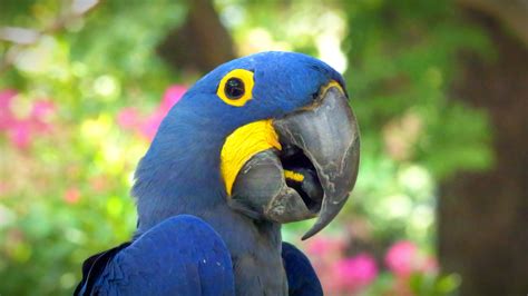 Hyacinth Macaw Zoo Guide