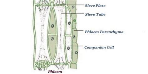 What Is Phloem Tissue Describe Different Types Of Phloem Tissue Qs Study