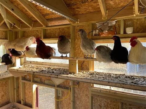 Poop Boards Backyard Chickens Learn How To Raise Chickens