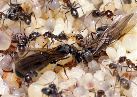 Check spelling or type a new query. Black Ant (Ochetellus glaber)