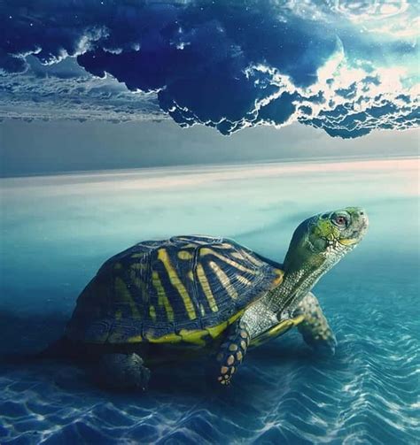 Turtle Symbolism Meaning And The Turtle Spirit Animal Sea Turtle
