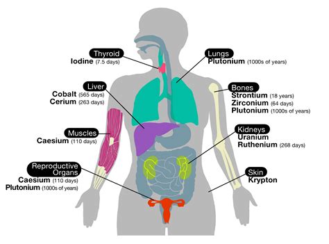 Organs In The Body Learn The Human Body Skeleton And Organs Educational