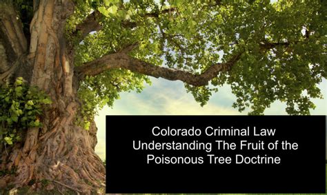The poisonous fruit of a tree is when evidence collected illegally is connected to other crimes is found the defendant cannot be charged with those crimes. Colorado Criminal Law - Understanding The Fruit of the ...