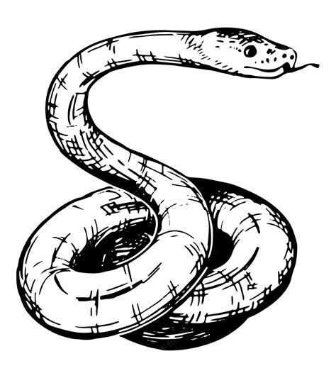 Realistic Snakes Clip Art Library