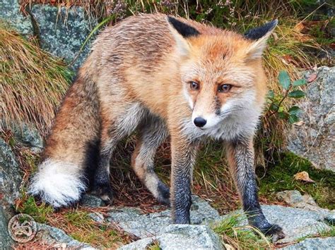 European Red Fox Vulpes Vulpes Crucigera British Wildlife Red Fox Fox