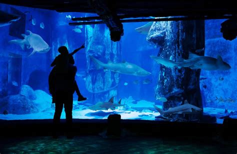 All You Need To Know About Sea Life London Aquarium