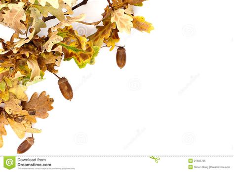 Oak Tree Autumn Border Stock Image Image Of Tree