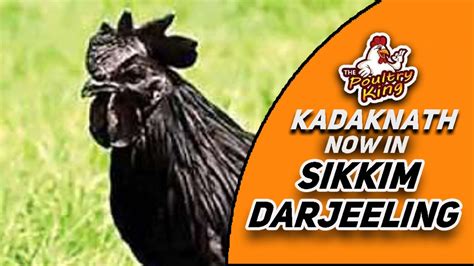 Kadaknath Price In Sikkim Siliguri Darjeeling Black Chicken