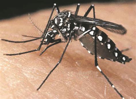 Estado Alerta Sobre Tipo Ainda Mais Grave De Vírus Da Dengue Blog Da