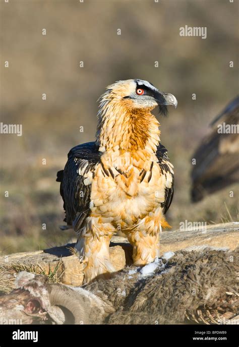 Lammergeier Also Called Bearded Vulture Gypaetus Barbatus By Carcass In The Spanish Pyrenees