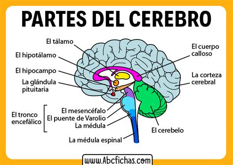 durchbohren zur Verfügung stellen Viskos las partes del cerebro