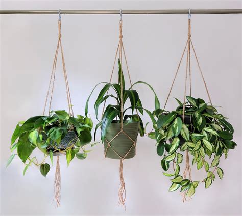 20 Best Indoor Hanging Plants 2022 — Hanging Plants For Home Ph