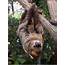 Moe The Two Toed Sloth And Her Keepers Help Save Sloths In Costa Rica 