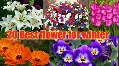 Best Winter Flowers In Indian Weather Youtube