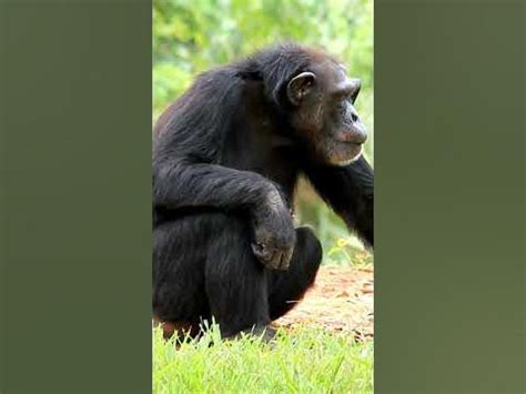 Why Chimpanzees are Dangerous? 🐵 Are Chimps Dangerous