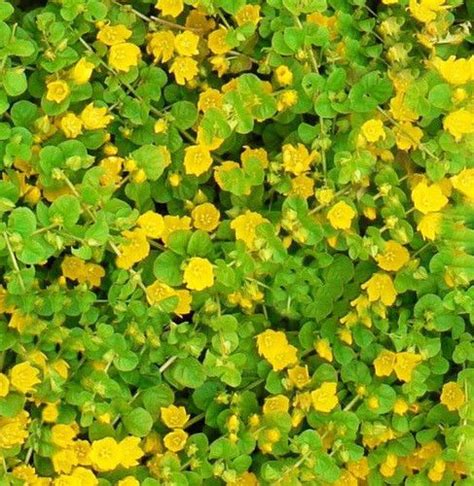 Ground Cover With Round Leaves And Yellow Flowers Ground Cover Good