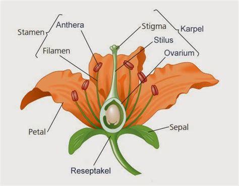 Gambar Morfologi Tumbuhan Berbunga Biologi Umum Gambaran Gambar Bunga