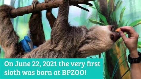 Bpzoos Baby Sloth Is A By Buttonwood Park Zoo