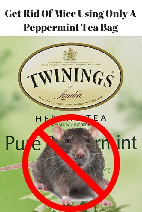 Find out why diy mouse control rarely does the job and how to finally get rid of mice ppe is not a new abbreviation for us in the pest control industry, we are fully compliant pest techs here for you at this time. Get Rid of Mice Using A Peppermint Tea Bag | Peppermint ...
