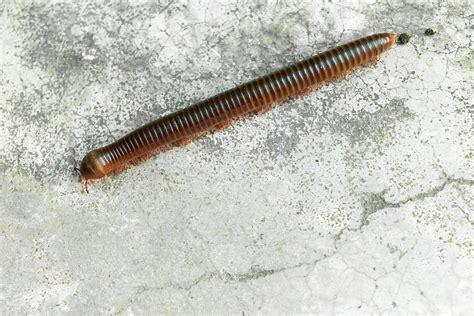 When Is Millipede And Centipede Season Household Pests