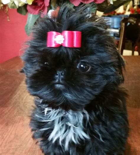 Buy Top Quality Champion Sired Female Shih Tzu Puppies For Sale