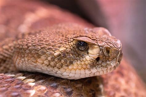 Rattlesnakes Pit Vipers Terrifying Snakes