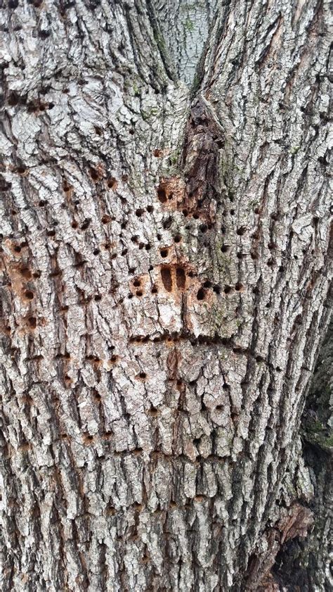 Remove Tree After Sapsucker Damage Walter Reeves The Georgia Gardener