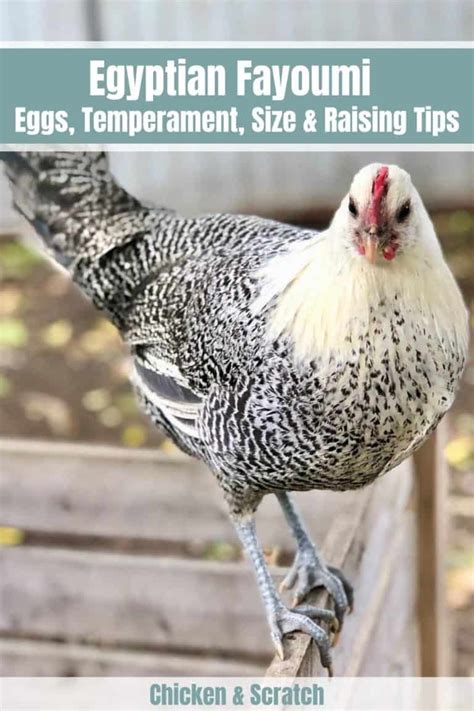 Egyptian Fayoumi Eggs Temperament Size And Raising Tips