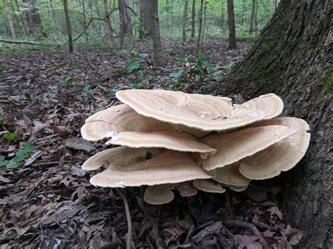 Found My First Ever Berkeleys Polypore Yesterday Rmycology