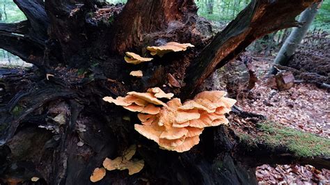 Laetiporus Sulphureus Iasca Galbenă Impr Puiul Pădurii