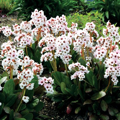 Bergenia Dragonfly ‘angel Kiss Terra Nova Nurseries Inc