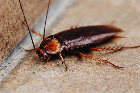 Cockroach Control Adt Pest