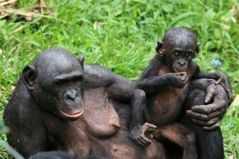 Bonobo Mom And Babe💚💚 Great Ape Bonobo Apes